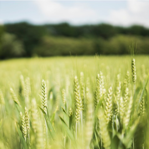 小滿| 花未全開月未圓，人生最好是小滿